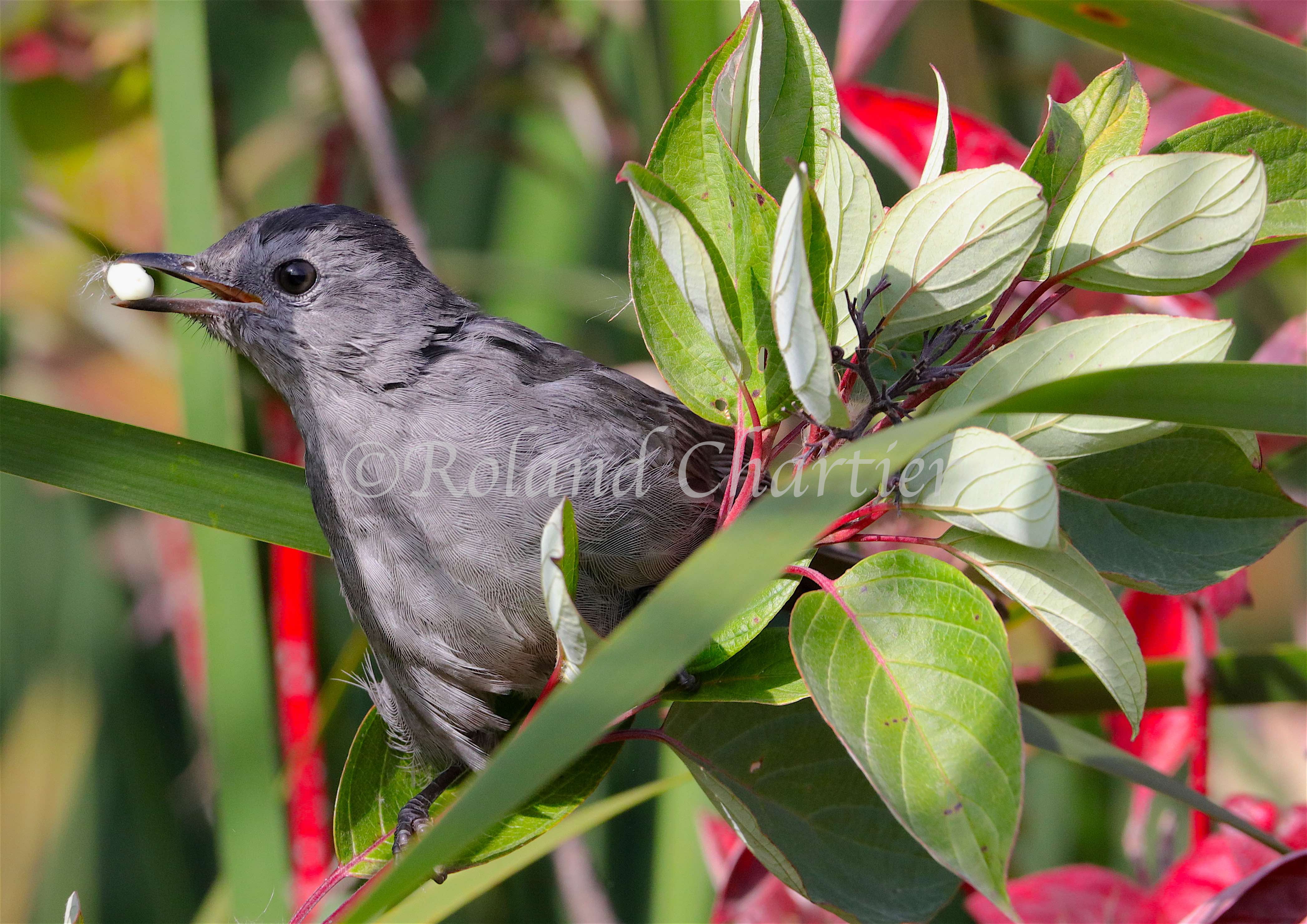 Gray Cat Bird perched on a branch with a seed in it's beak